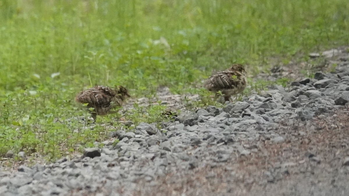 Sooty Grouse - ML620423978