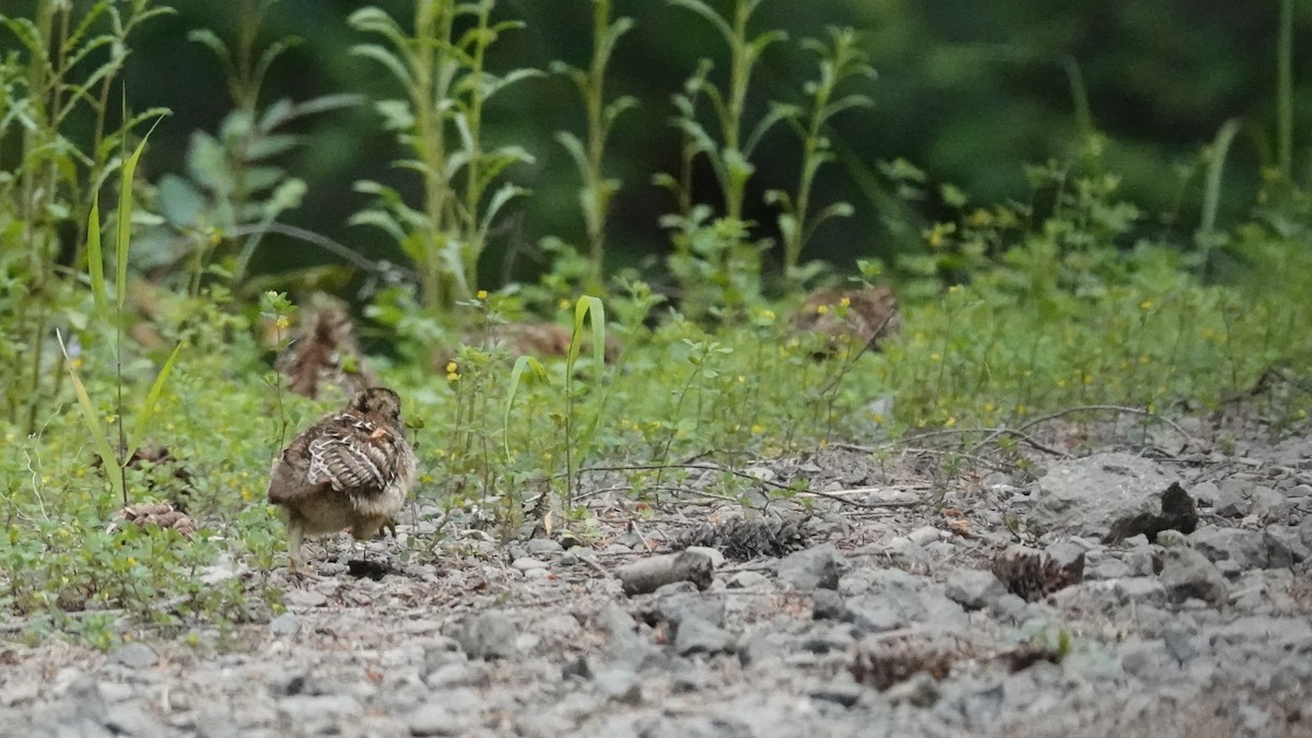 Sooty Grouse - ML620423980