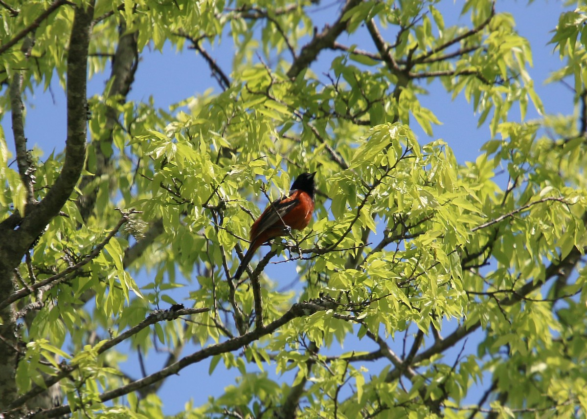 Orchard Oriole - ML620423982