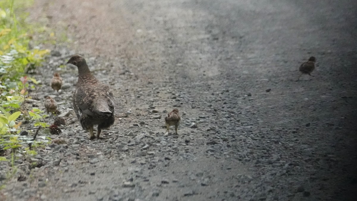 Sooty Grouse - Steve Hampton