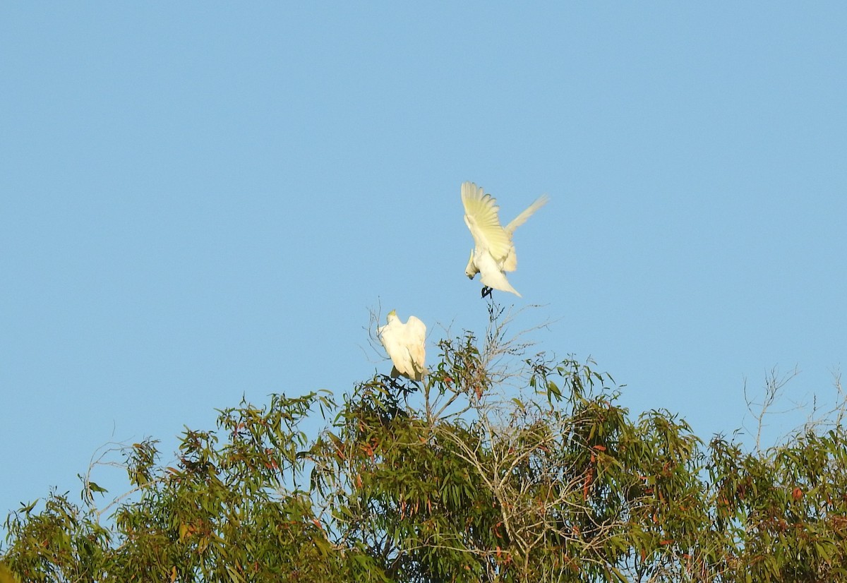 Sulphur-crested Cockatoo - ML620423985