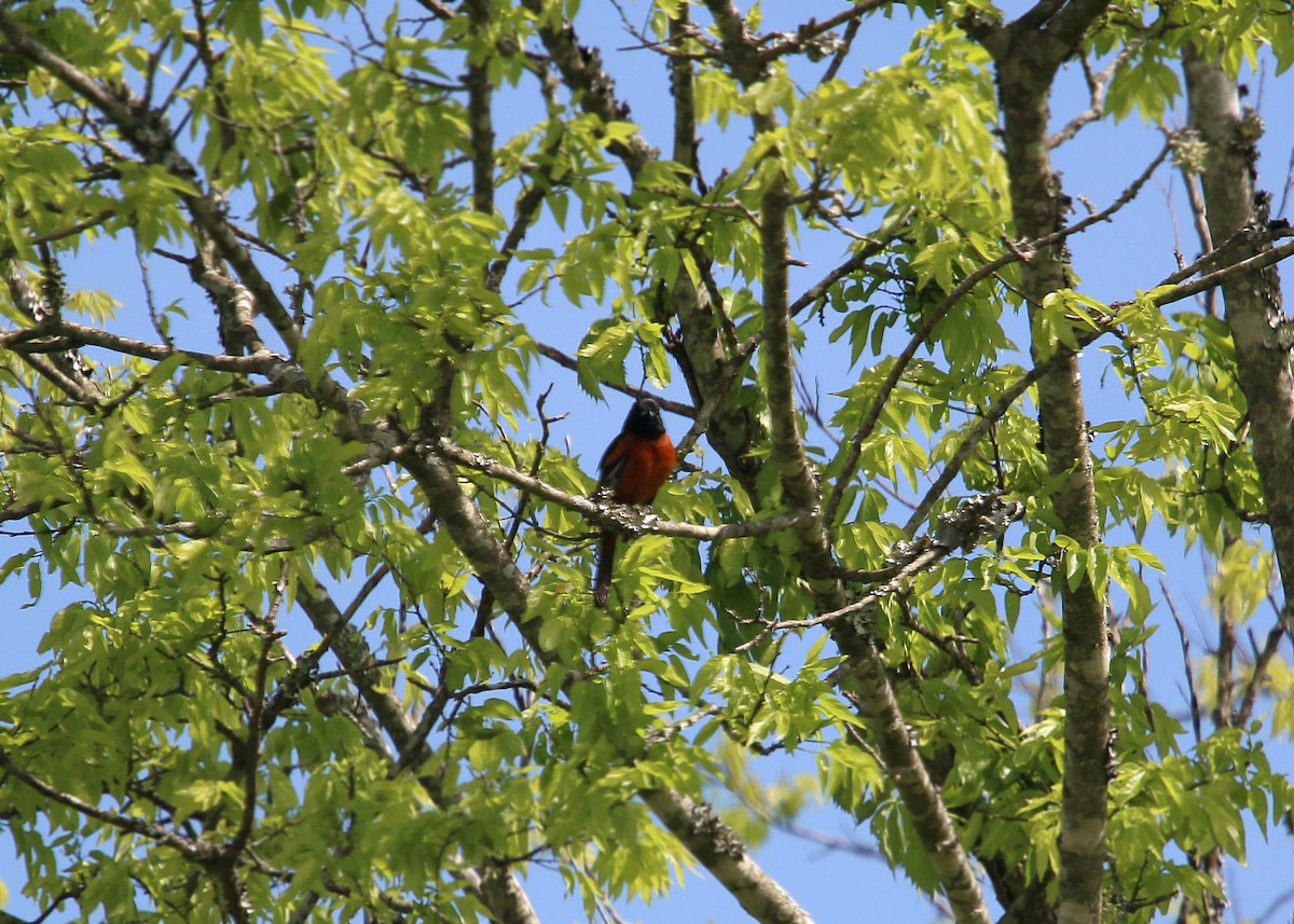 Orchard Oriole - ML620423986