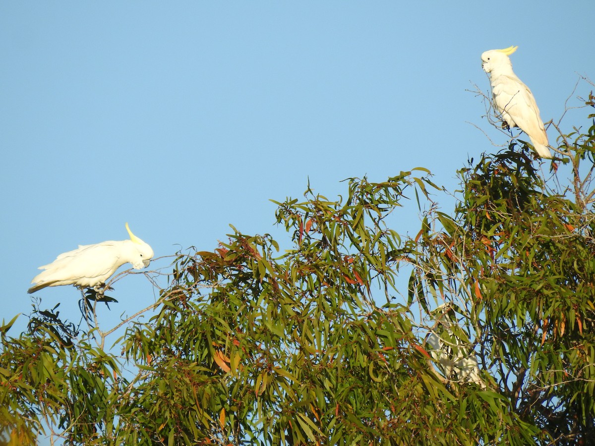 Sulphur-crested Cockatoo - ML620423988