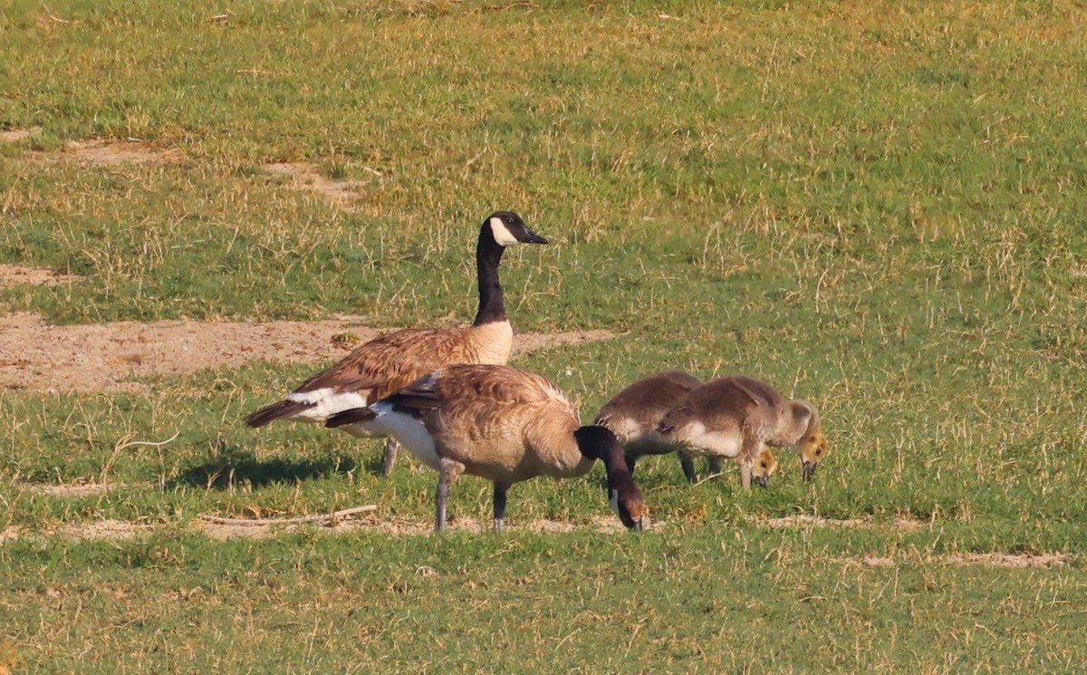 Canada Goose - ML620423989