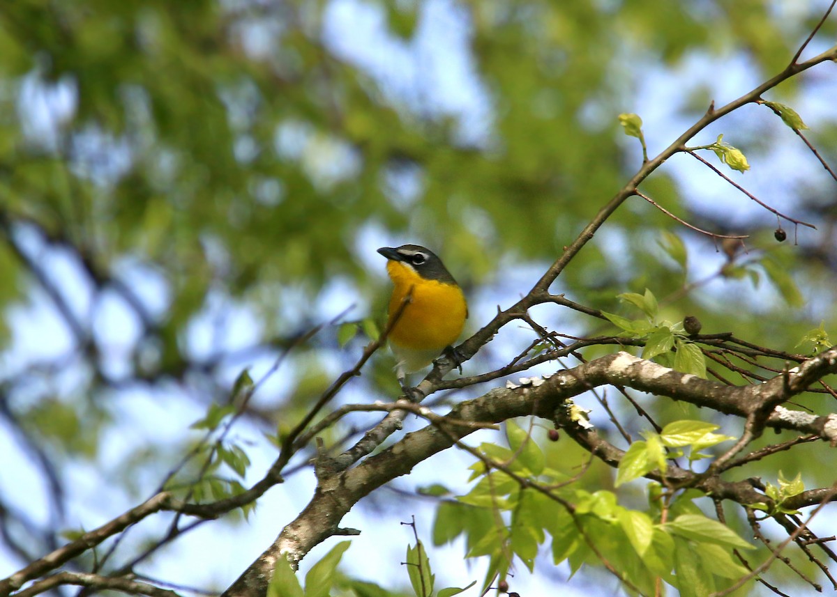 Yellow-breasted Chat - ML620423992