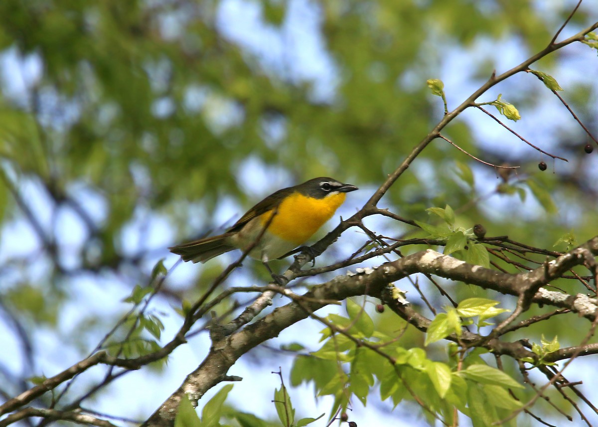 Yellow-breasted Chat - ML620423993