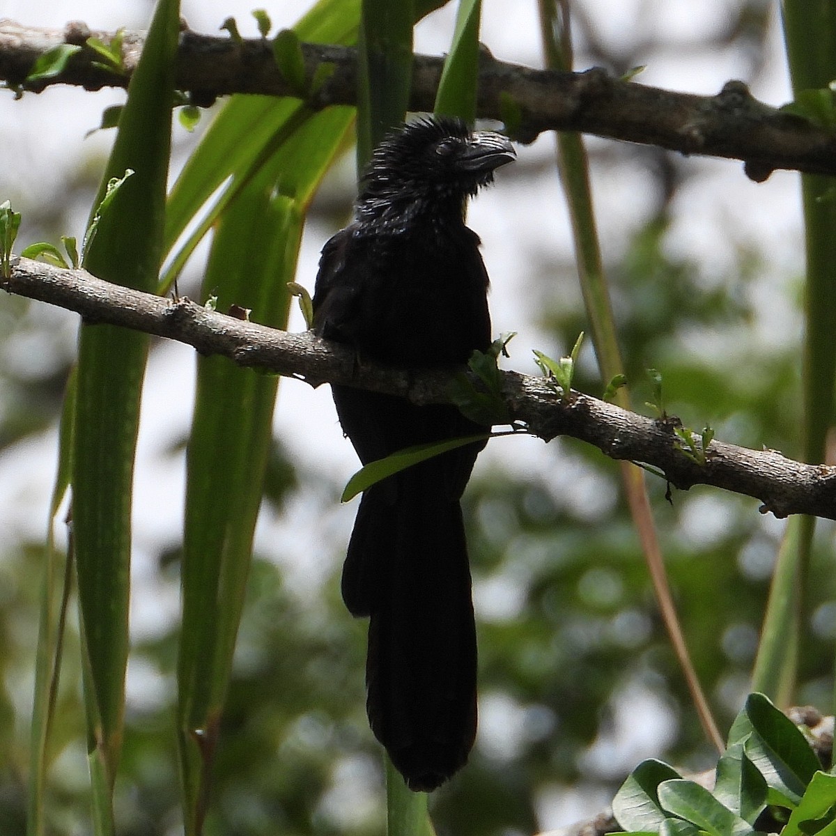 Groove-billed Ani - ML620423994