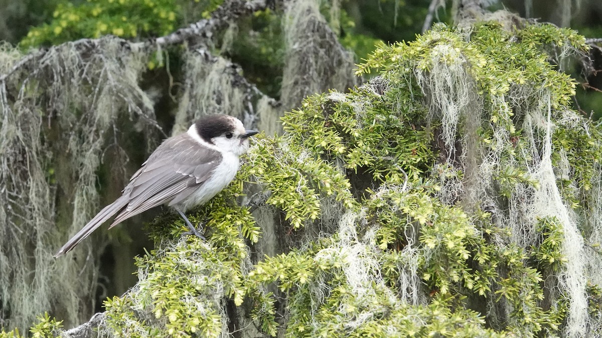 Canada Jay - ML620424008