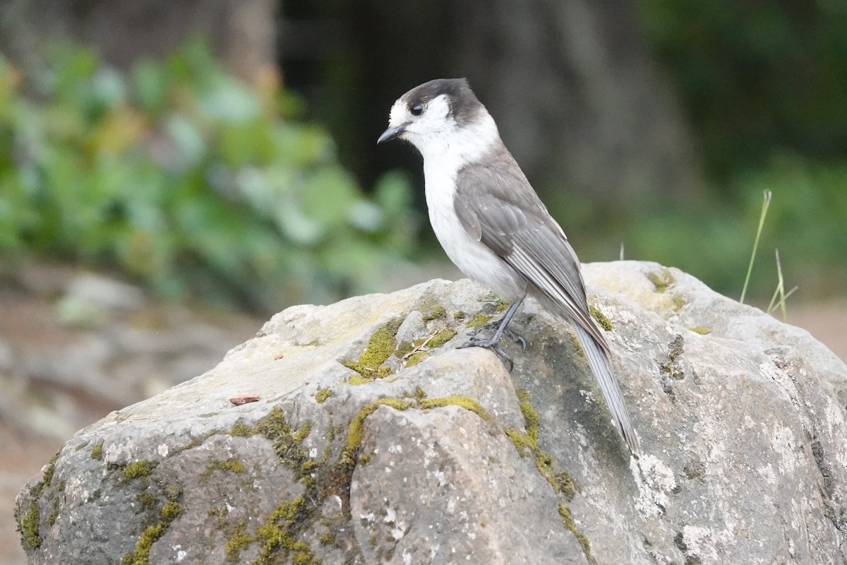 Canada Jay - ML620424009