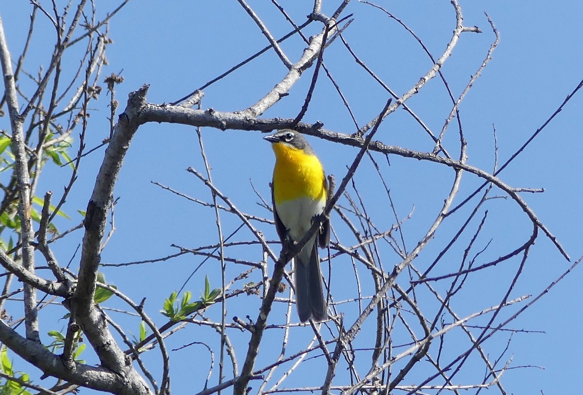 Yellow-breasted Chat - ML620424023