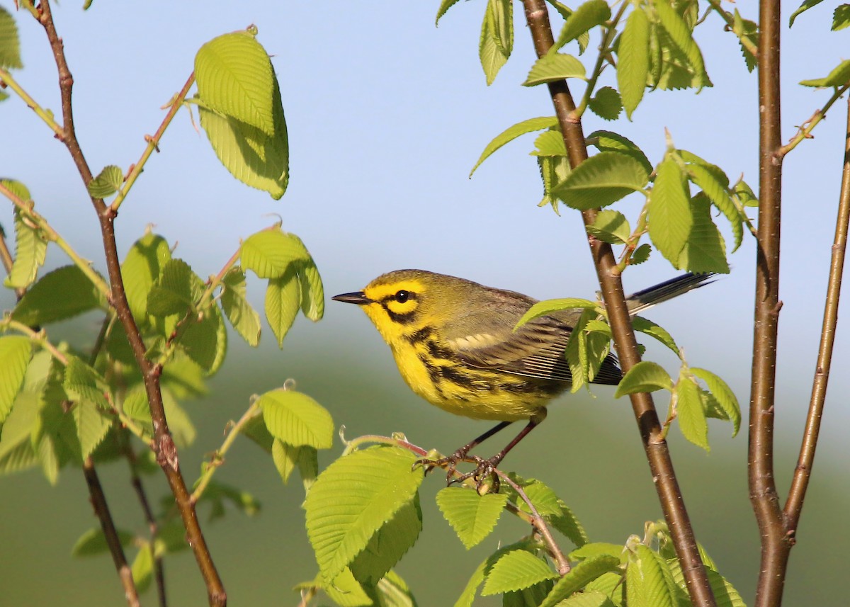 Prairie Warbler - William Clark