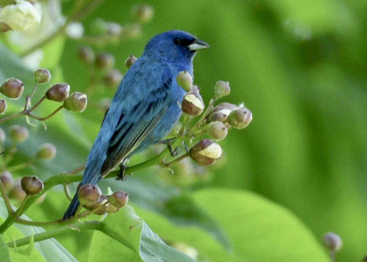 Indigo Bunting - ML620424041