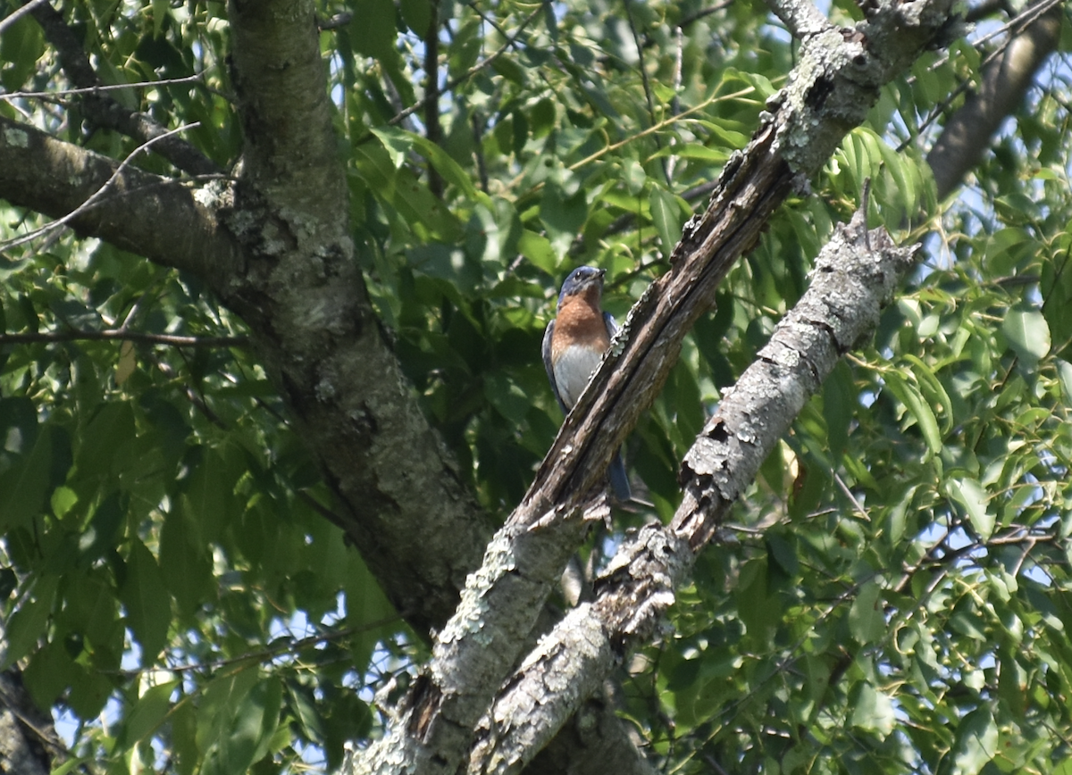 Eastern Bluebird - Joseph Trezza