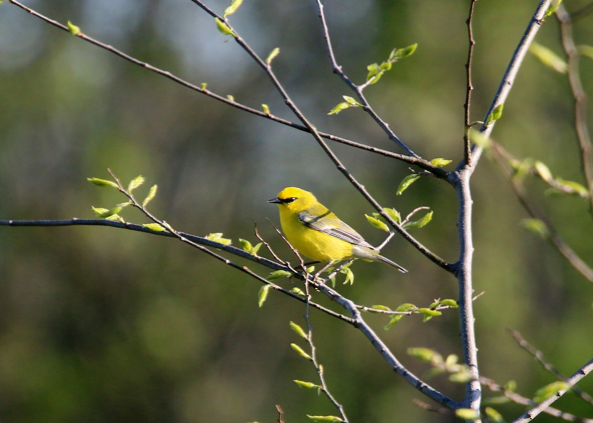 Blauflügel-Waldsänger - ML620424047