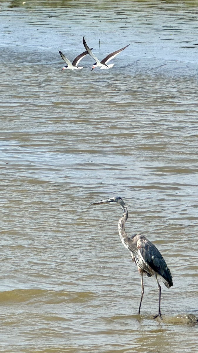 Great Blue Heron - ML620424055