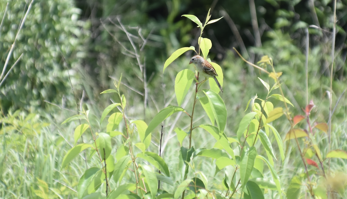 Field Sparrow - ML620424057