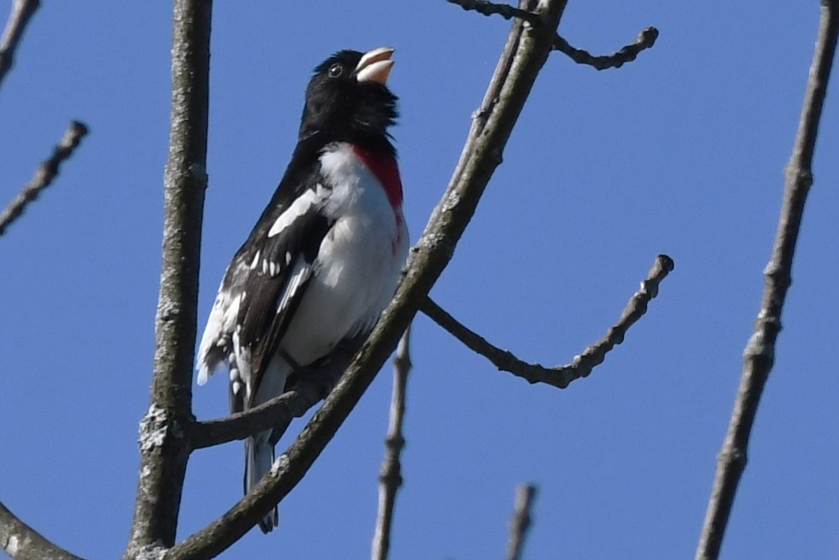 Rose-breasted Grosbeak - ML620424059