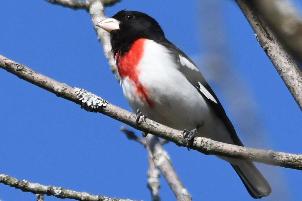 Rose-breasted Grosbeak - ML620424060