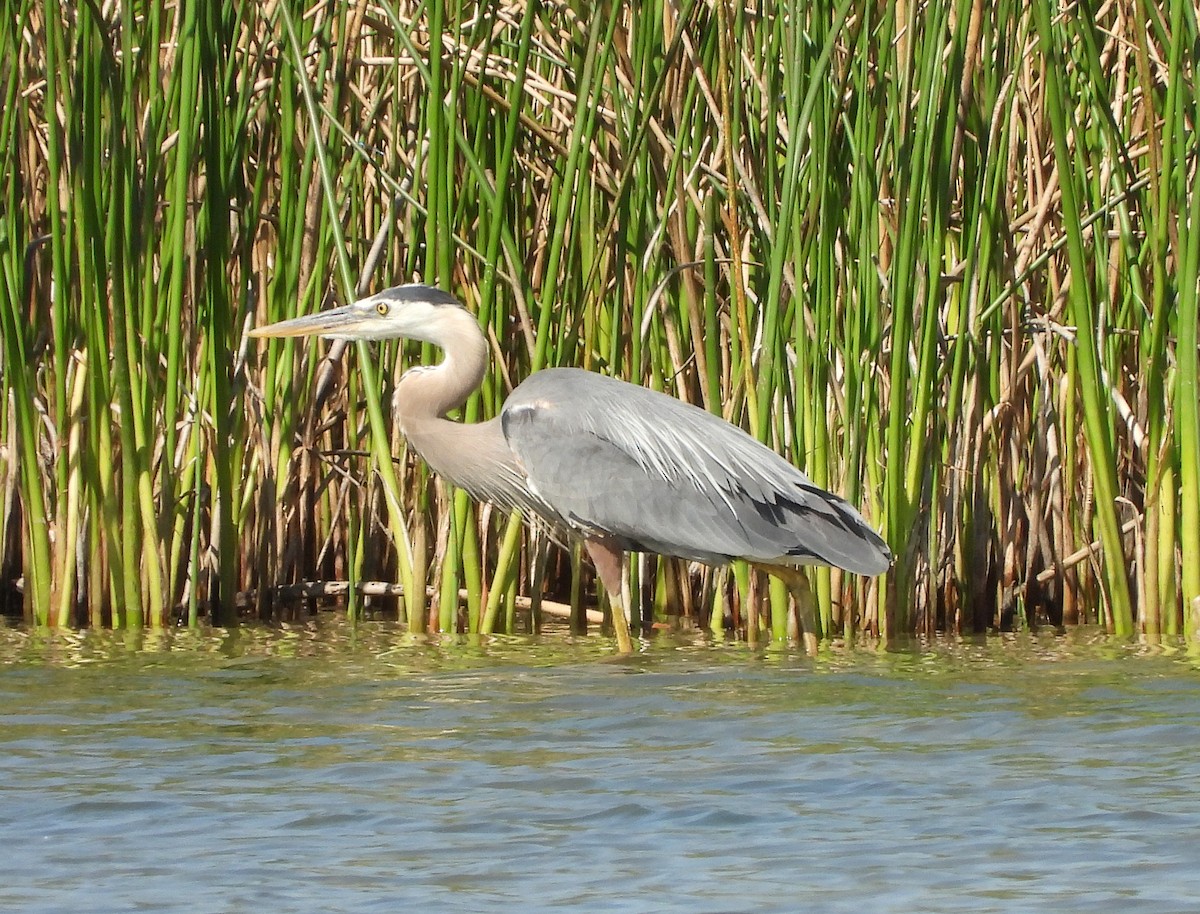 Great Blue Heron - ML620424064