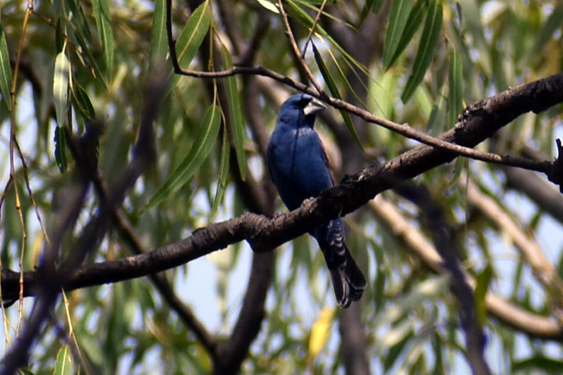 Blue Grosbeak - ML620424065