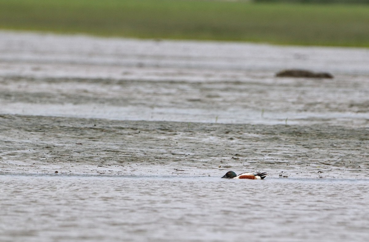 Northern Shoveler - ML620424067