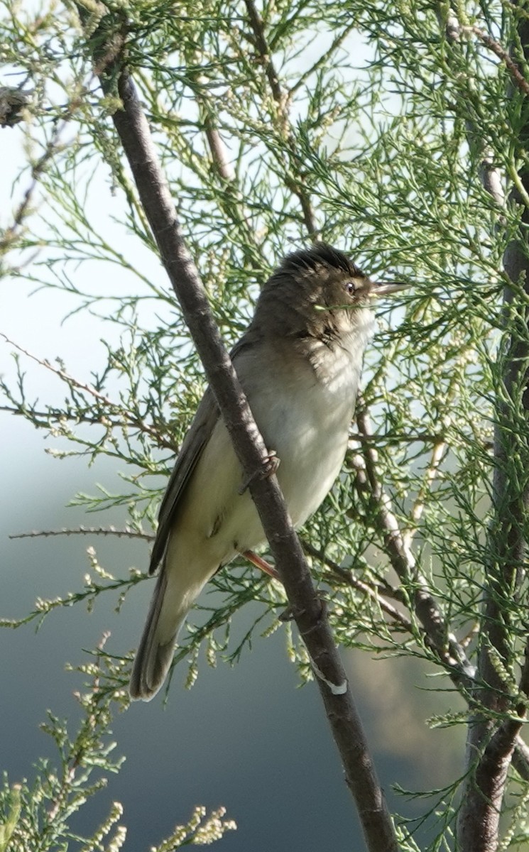 Common Reed Warbler - ML620424070