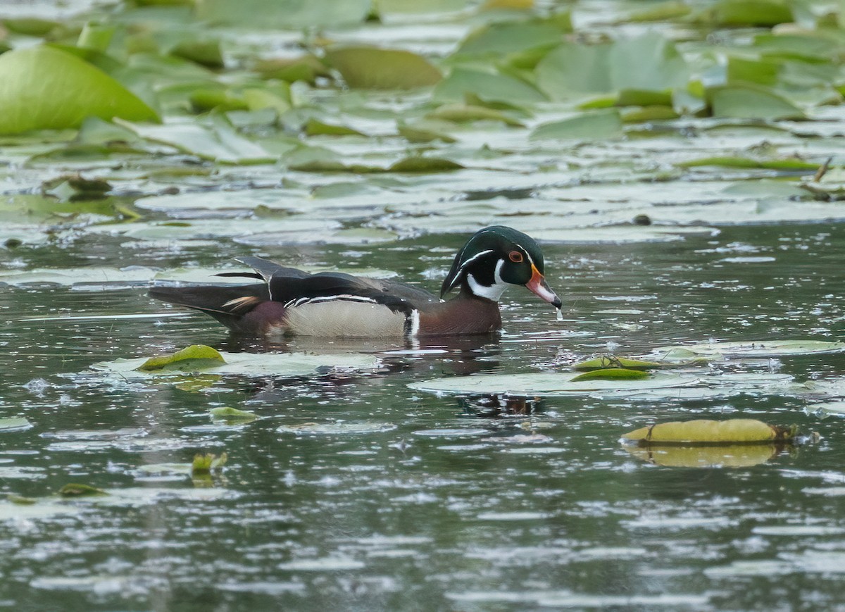 Wood Duck - ML620424071