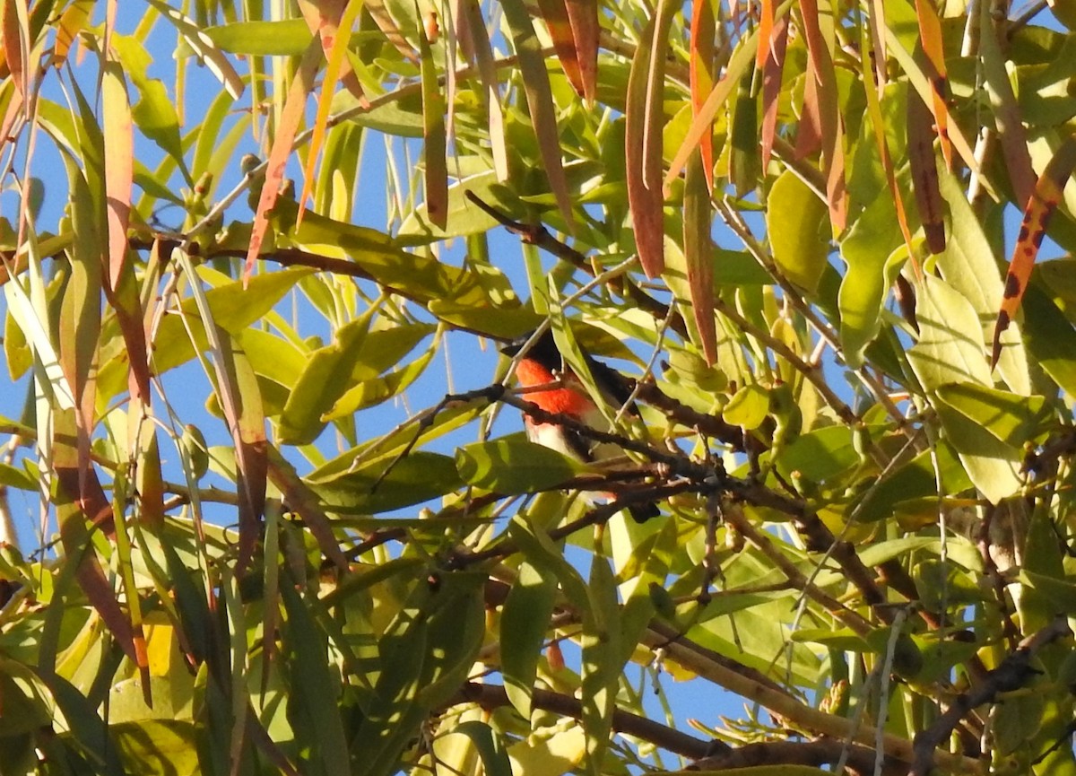 Mistletoebird - ML620424073