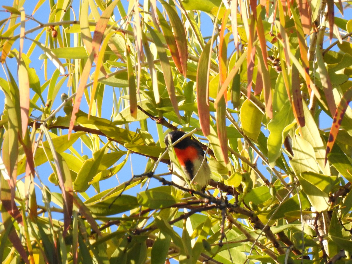 Mistletoebird - ML620424074