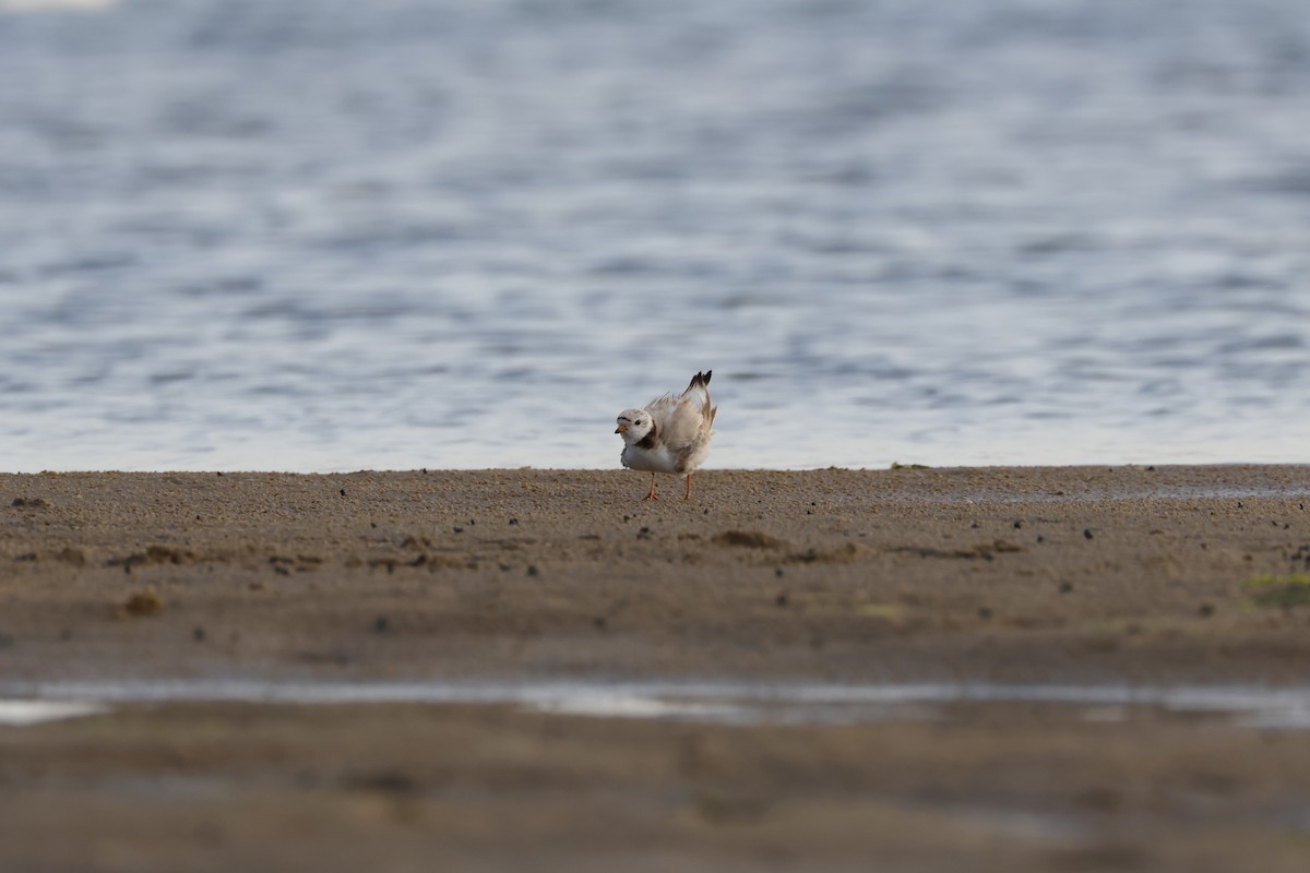 Piping Plover - ML620424075