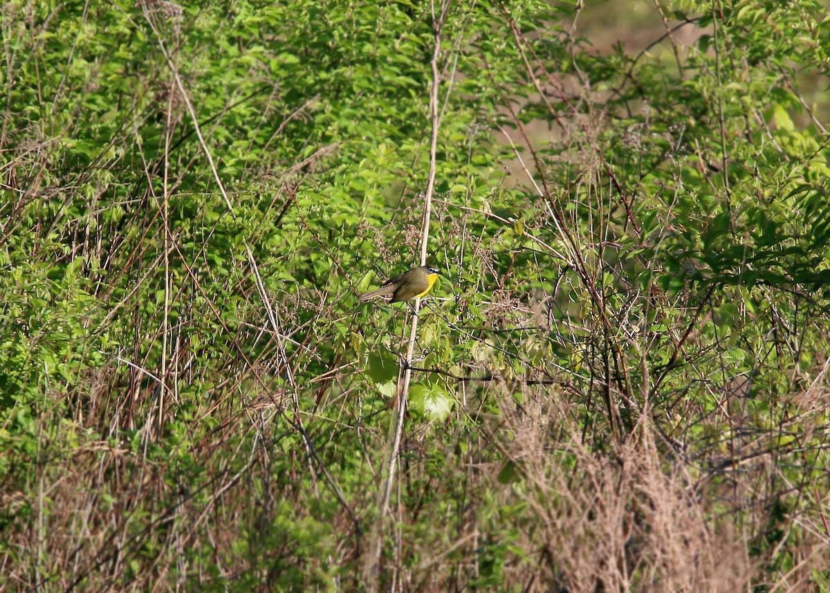 Yellow-breasted Chat - ML620424077