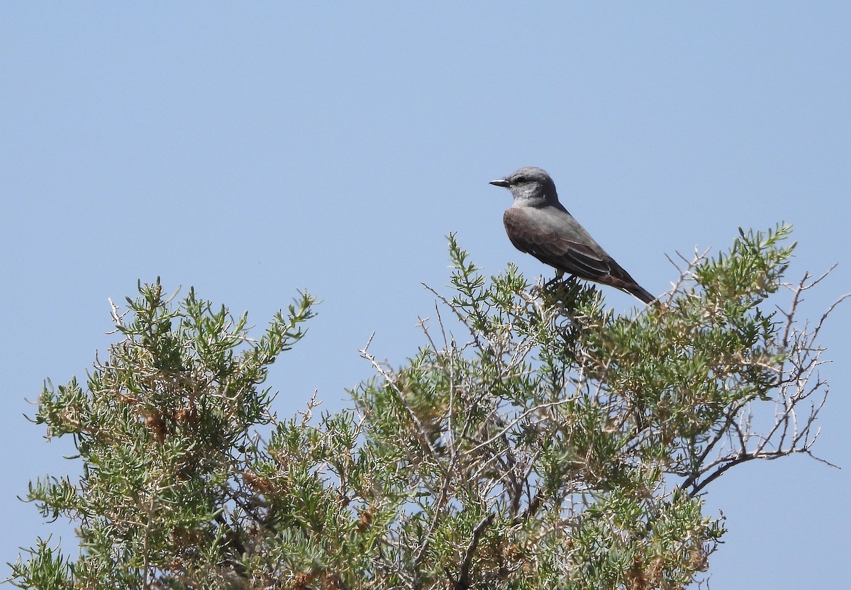 Schmalschnabel-Königstyrann - ML620424080