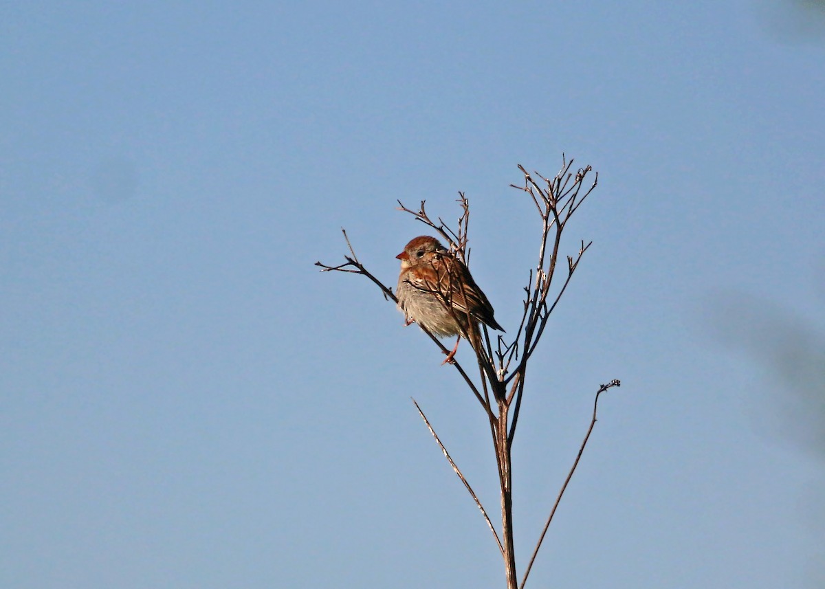 Field Sparrow - ML620424082