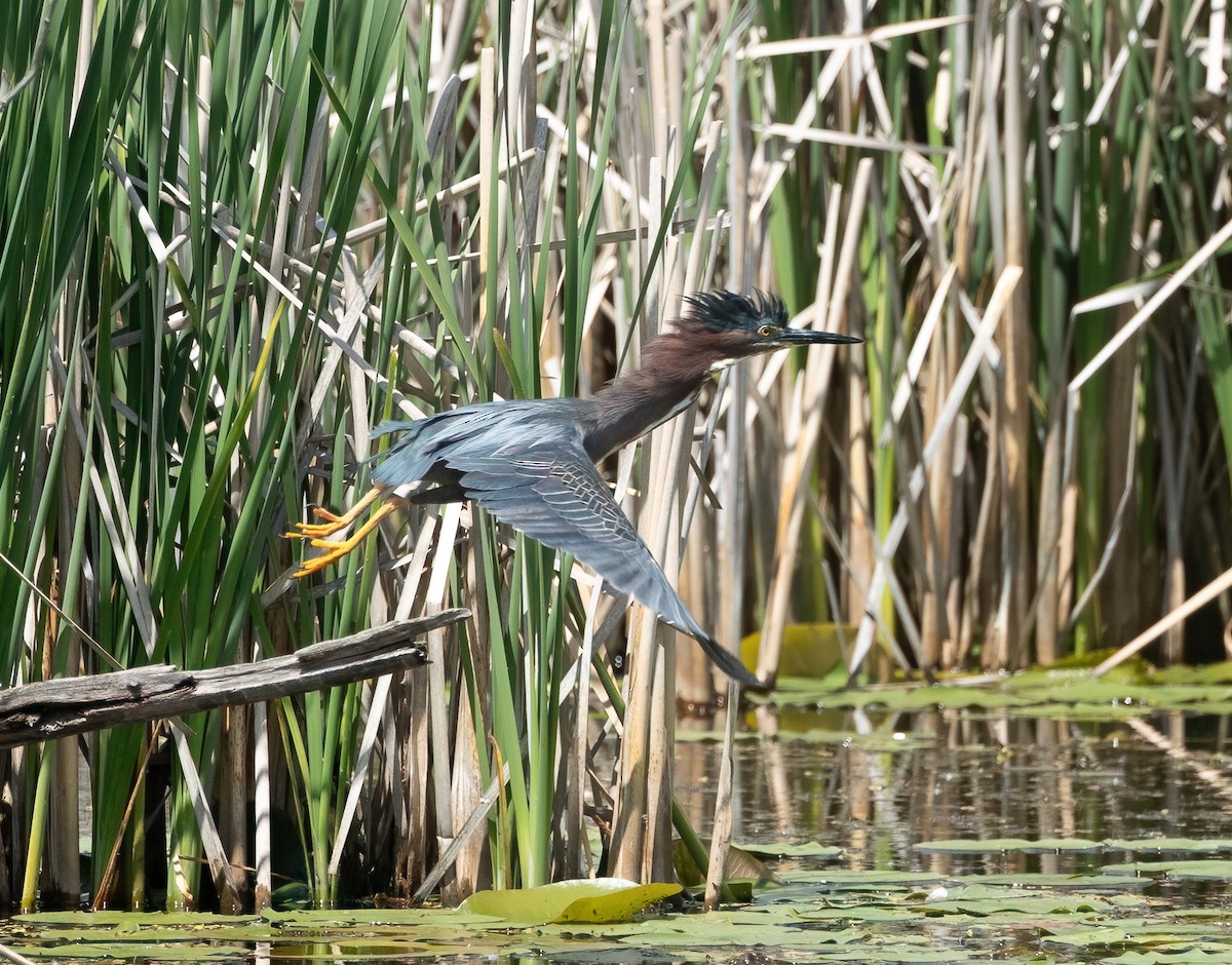 Green Heron - ML620424084