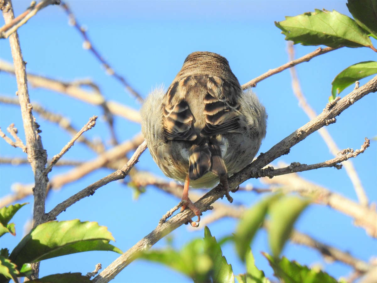 House Sparrow - ML620424085