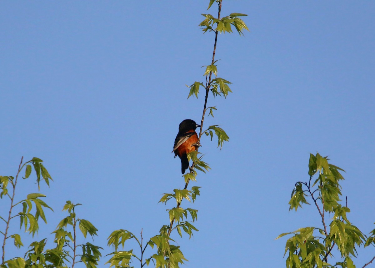 Orchard Oriole - ML620424088