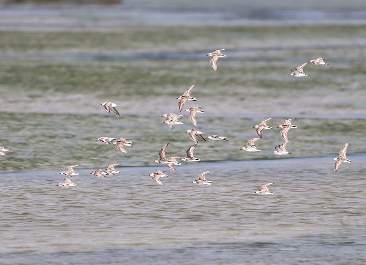 Semipalmated Sandpiper - ML620424094