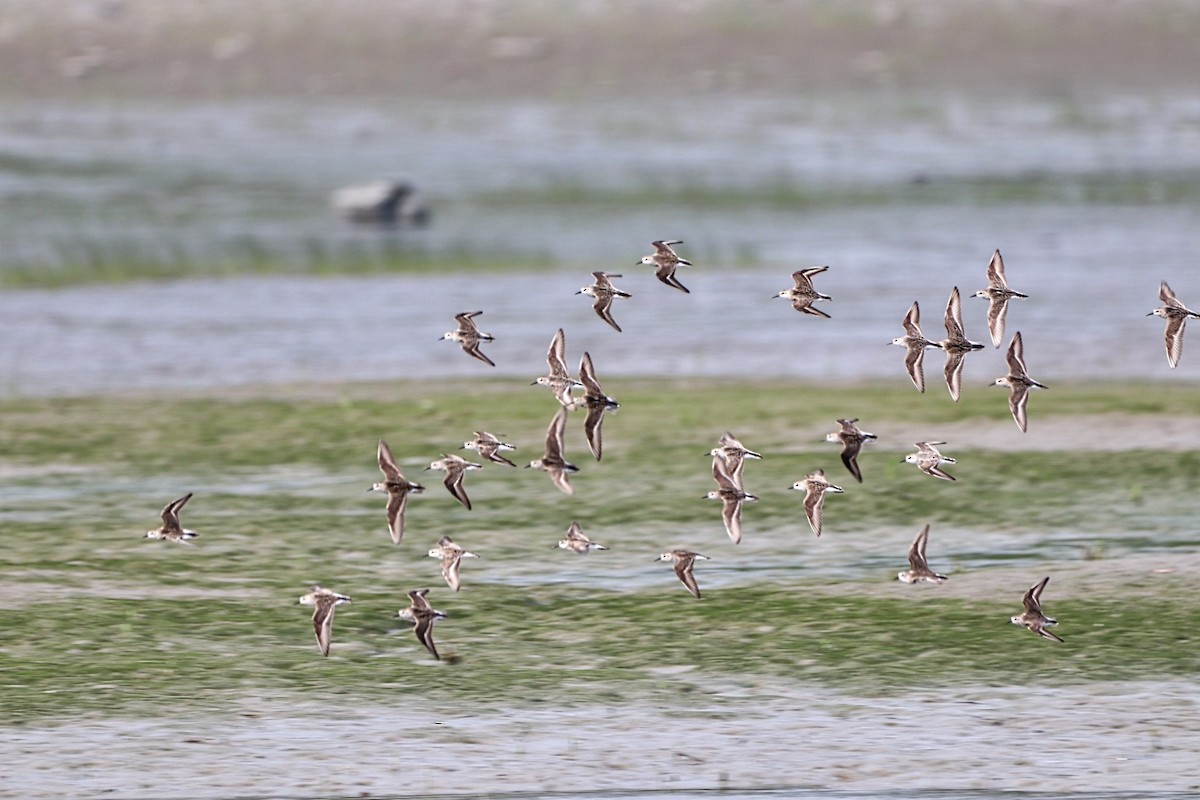 Semipalmated Sandpiper - ML620424095