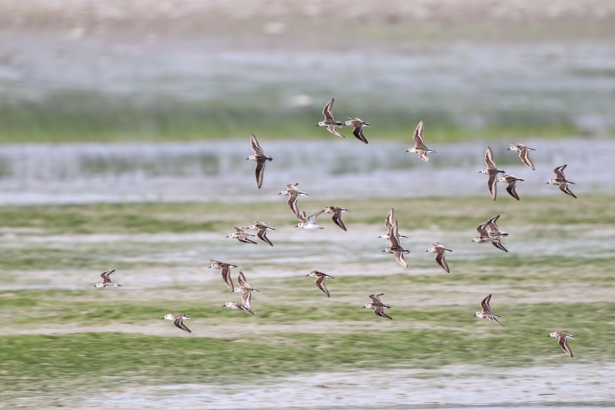 Semipalmated Sandpiper - ML620424096