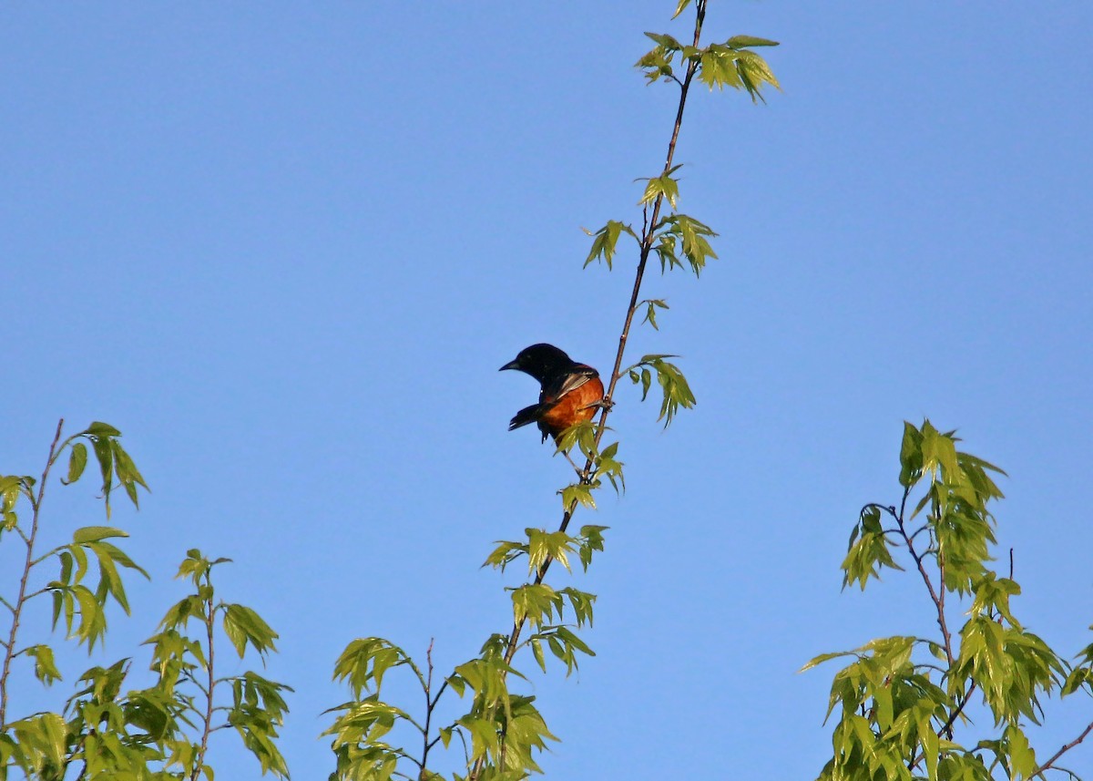 Oriole des vergers - ML620424099