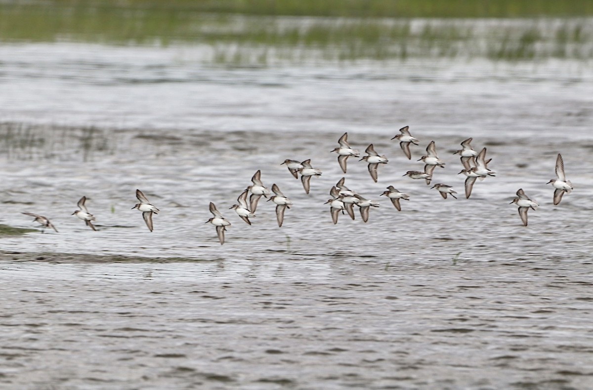 Semipalmated Sandpiper - ML620424101