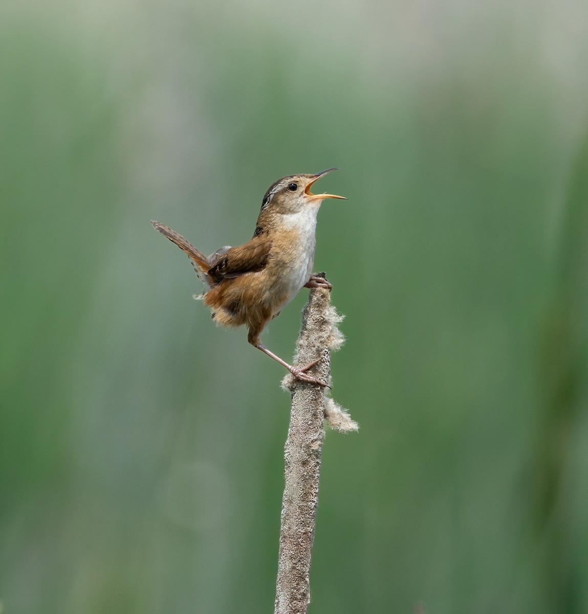 Marsh Wren - ML620424103