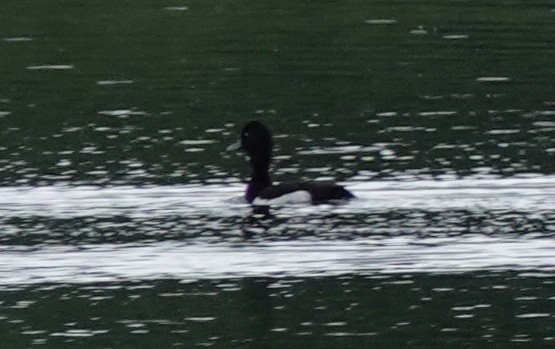 Tufted Duck - ML620424104