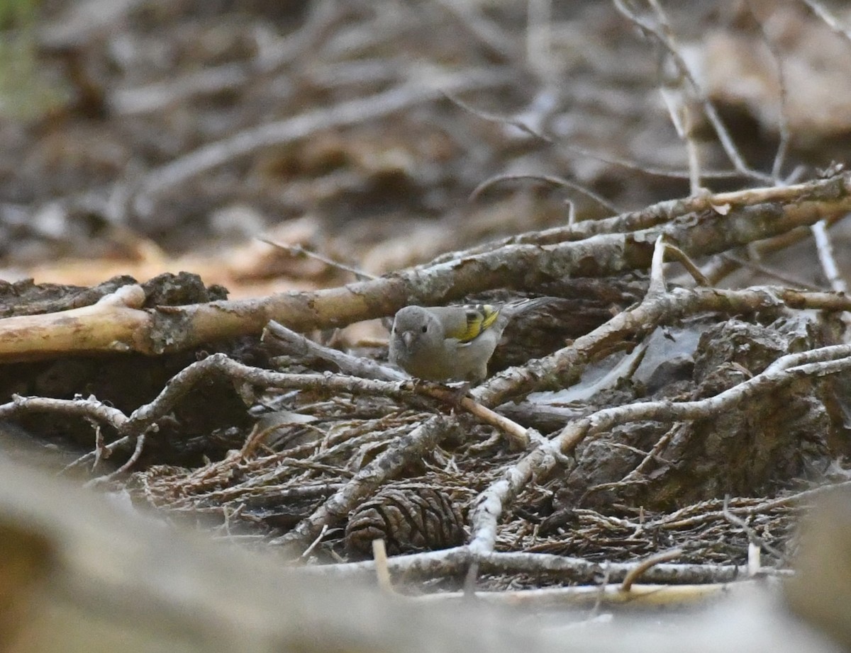 Lawrence's Goldfinch - ML620424106