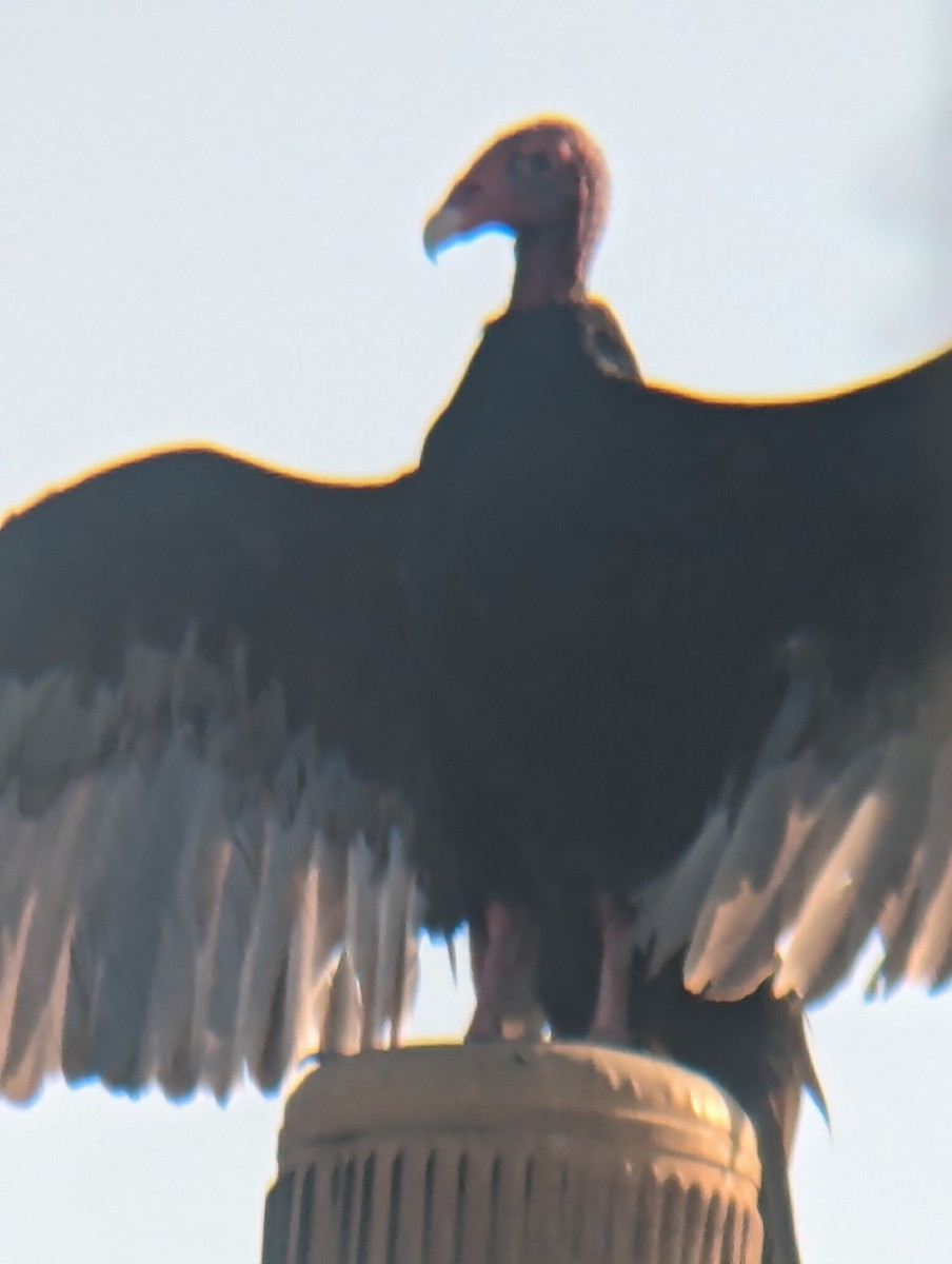 Turkey Vulture - ML620424112