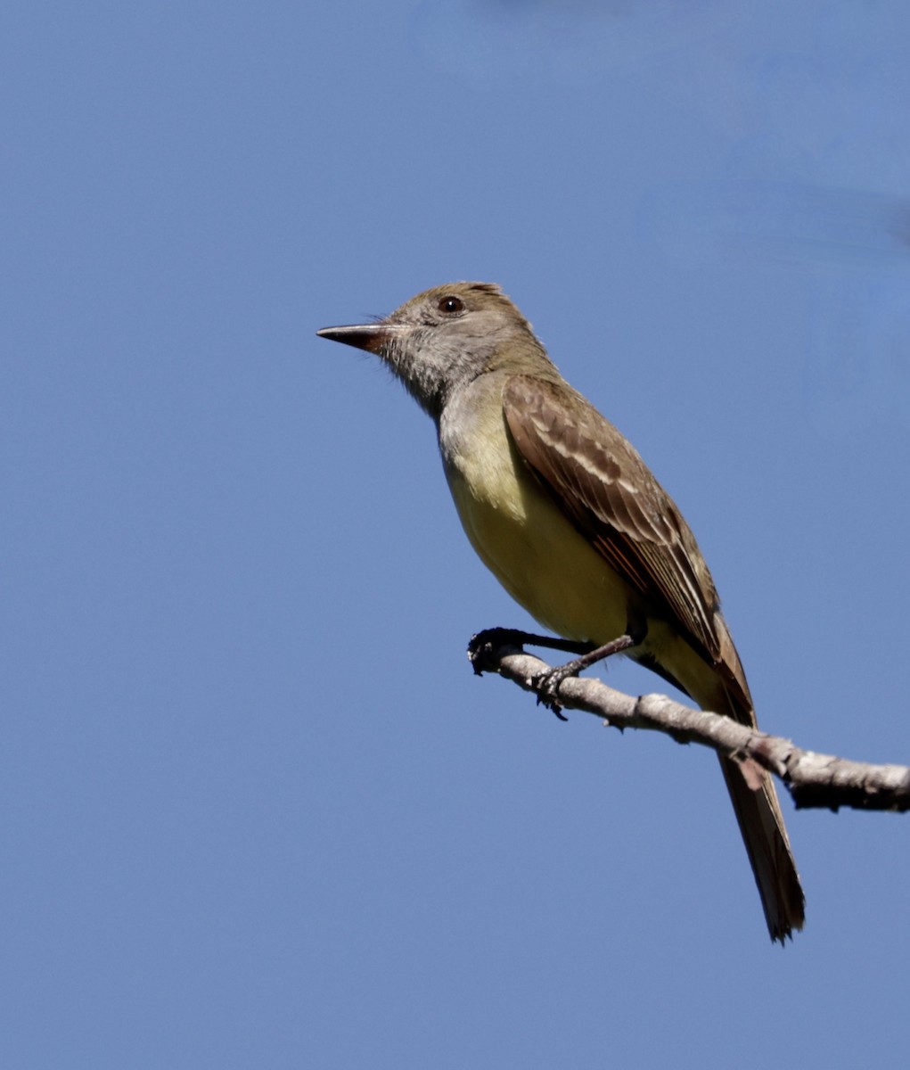 Great Crested Flycatcher - ML620424122