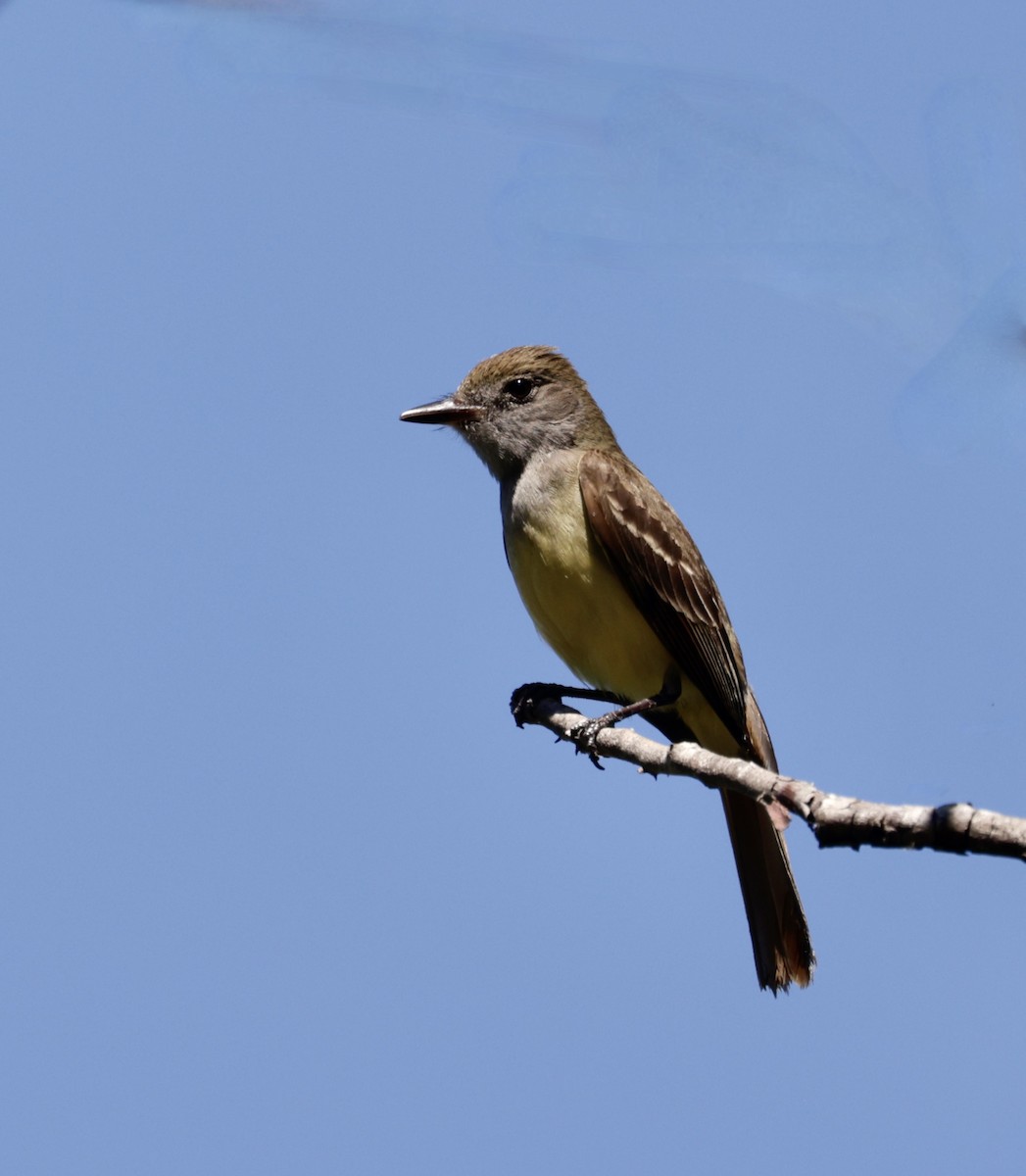 Great Crested Flycatcher - ML620424123