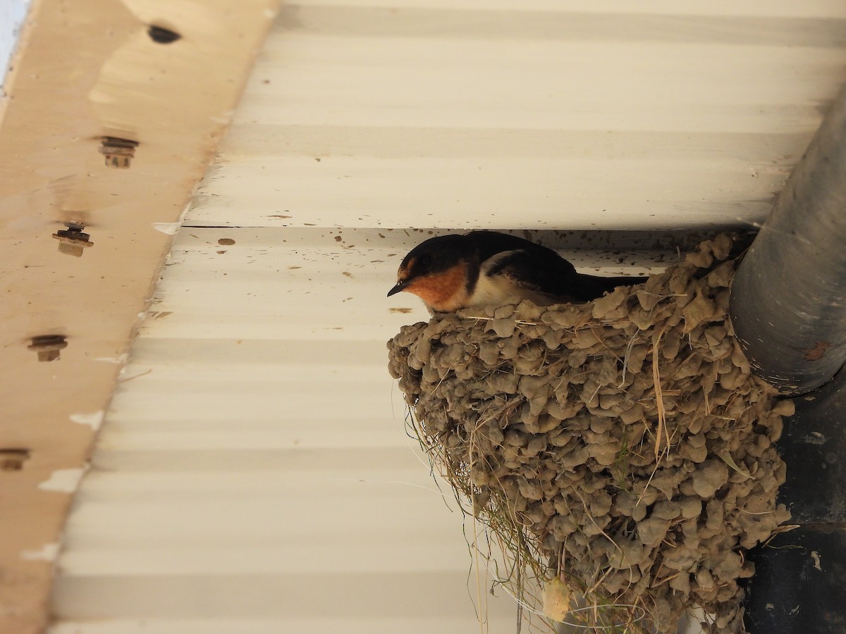 Barn Swallow - ML620424133