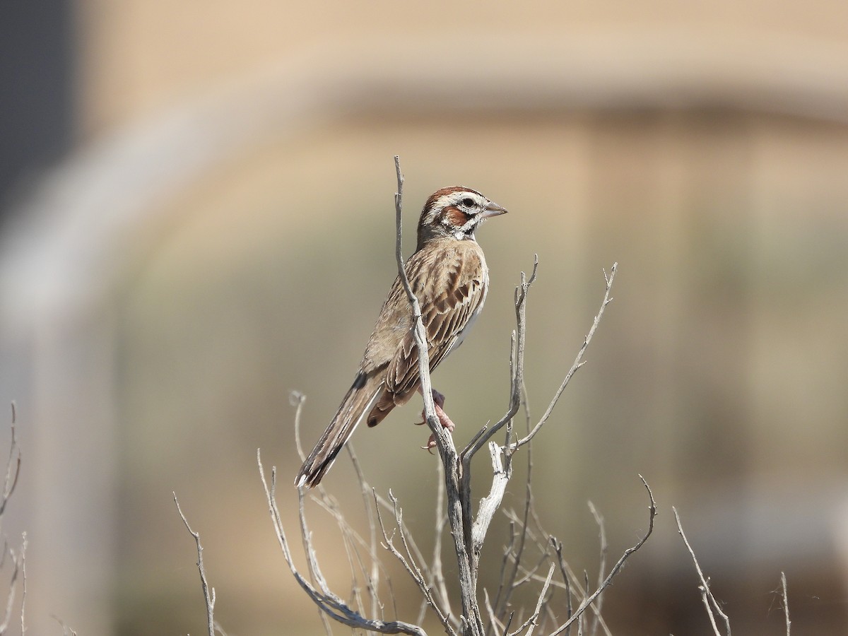 Bruant à joues marron - ML620424137