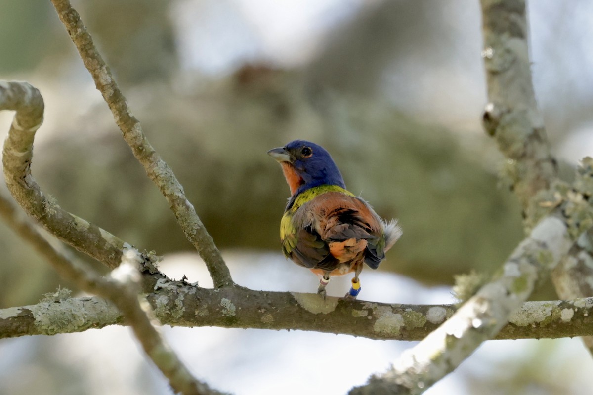 Painted Bunting - ML620424142